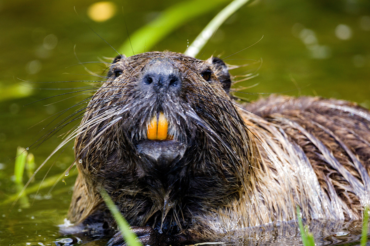 Beaver-denitsa-kireva