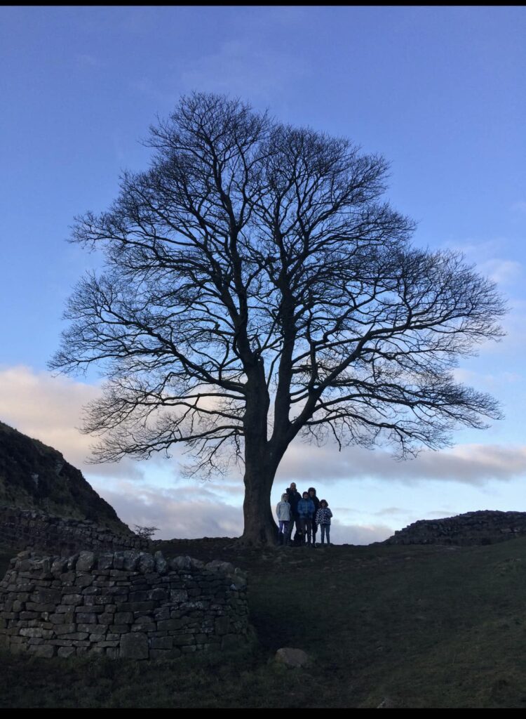 The Sycamore Gap tree