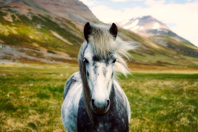 horses photo