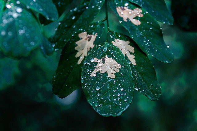 rain photo