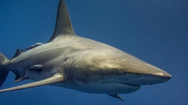 sharks photo