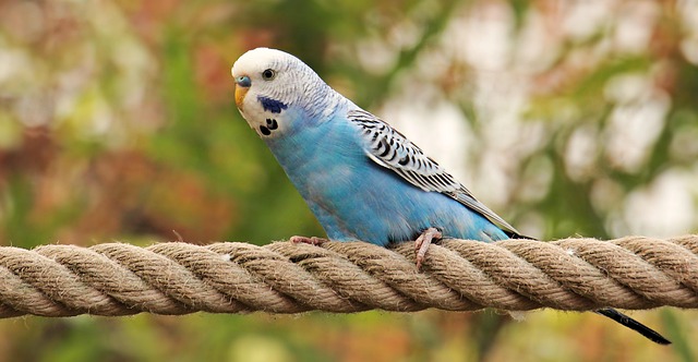 budgie photo