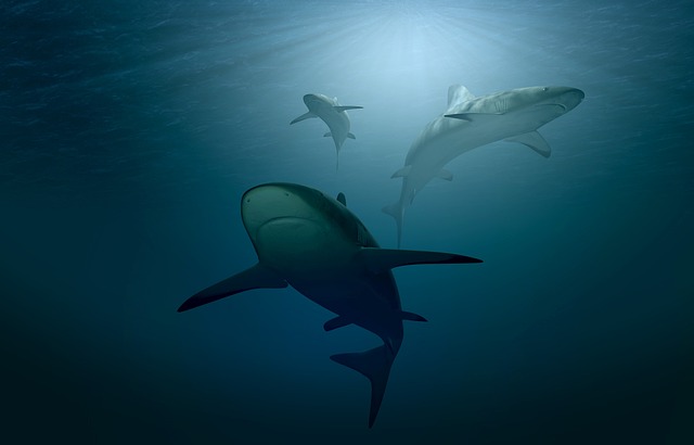 sharks photo