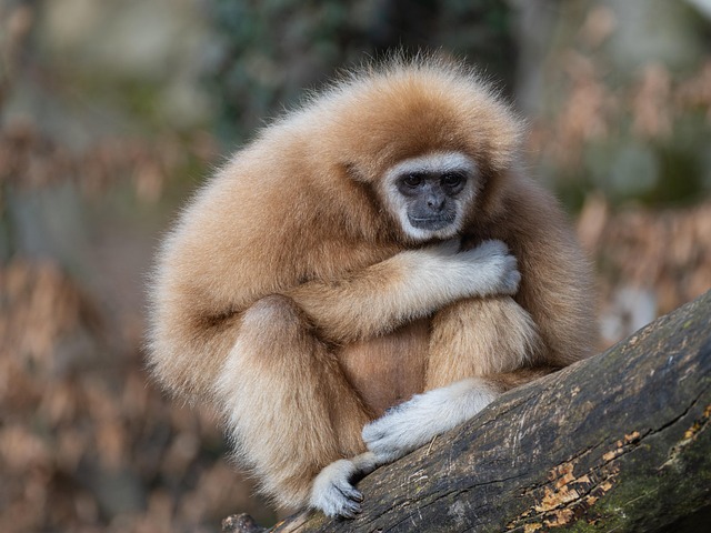 northumberland zoo photo