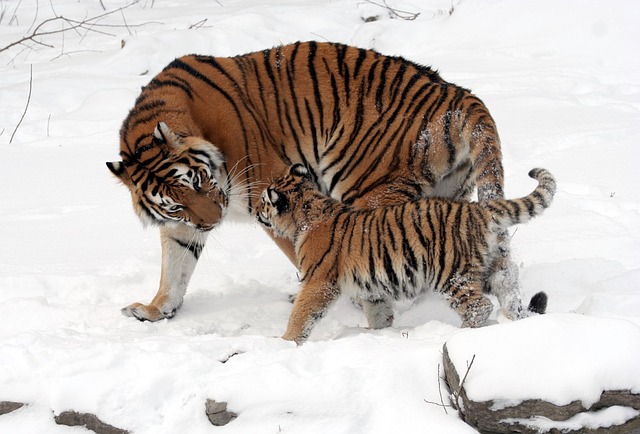 tiger photo