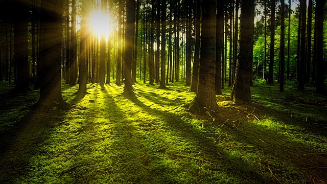 Sunlight photo