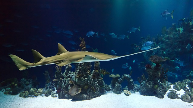 marine life photo