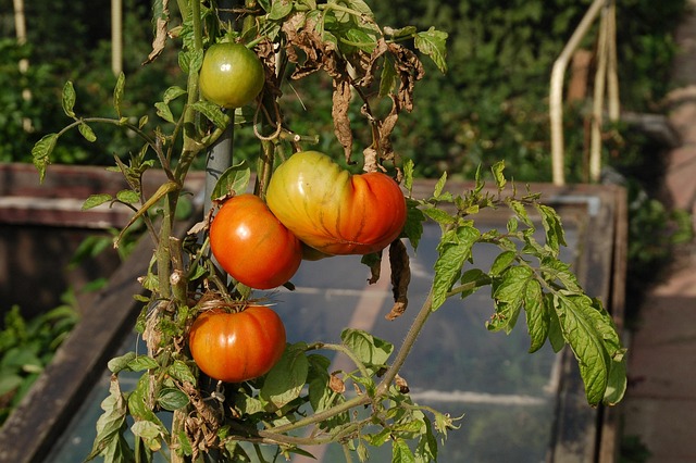 Allotments photo