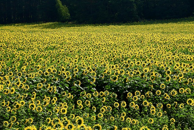 sunny farm photo