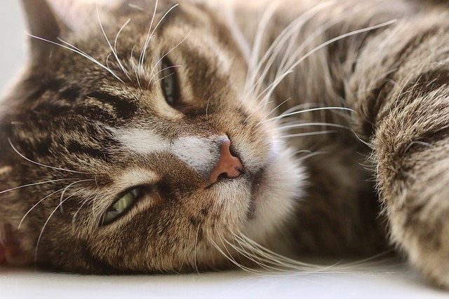 cats photo