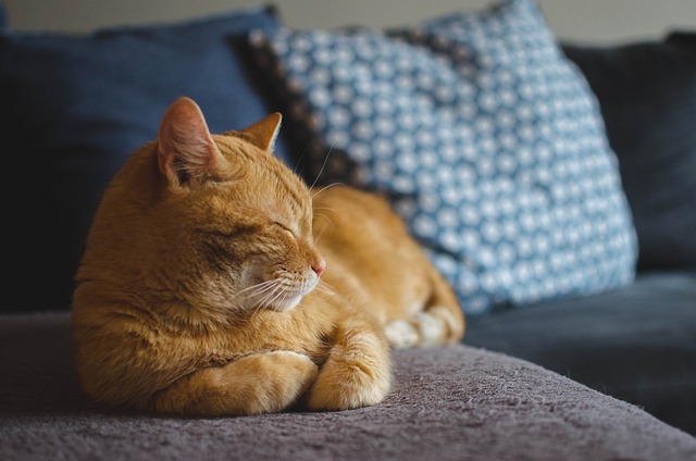 cats photo