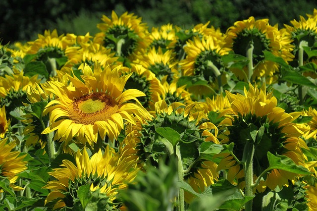 sunny photo